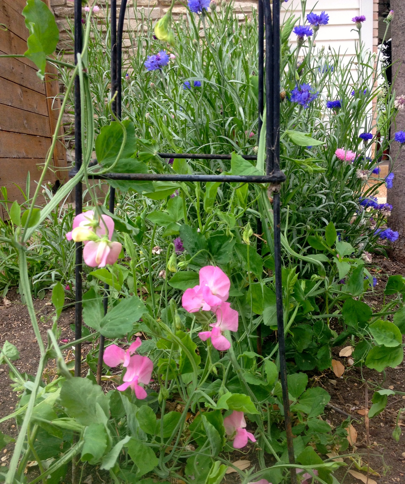 Pink sweet pea