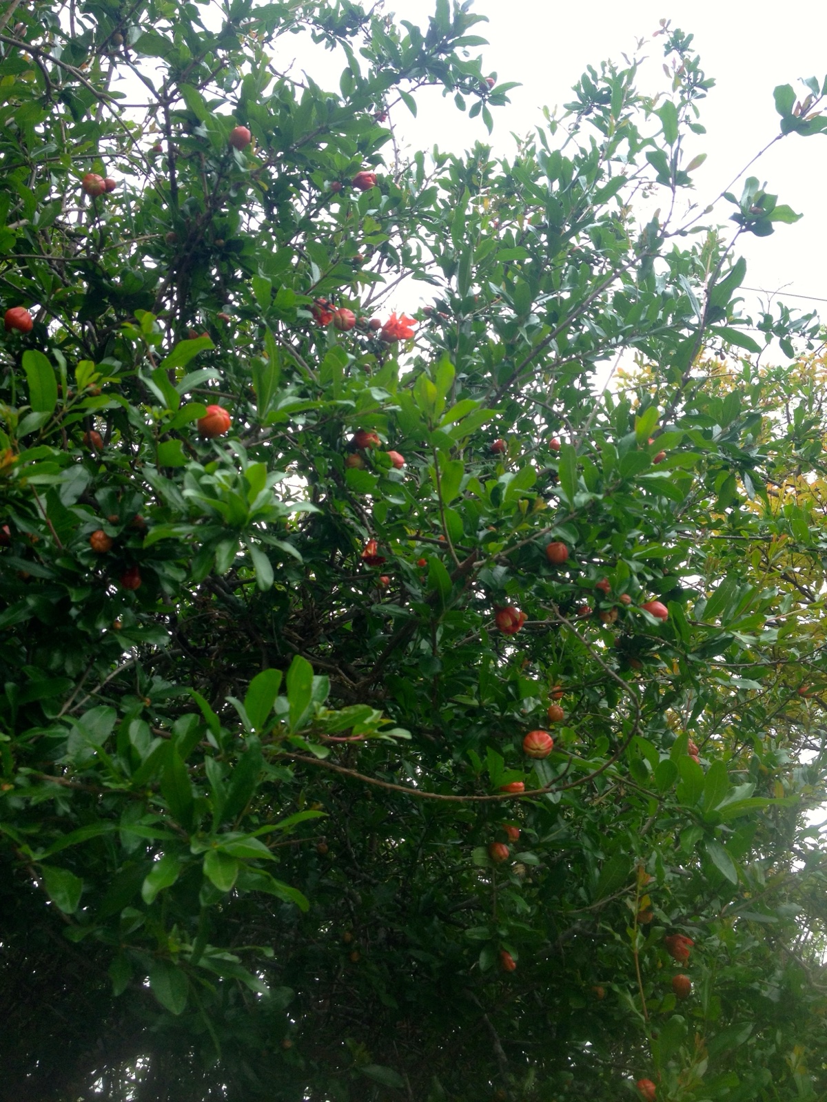 Pomegranate buds