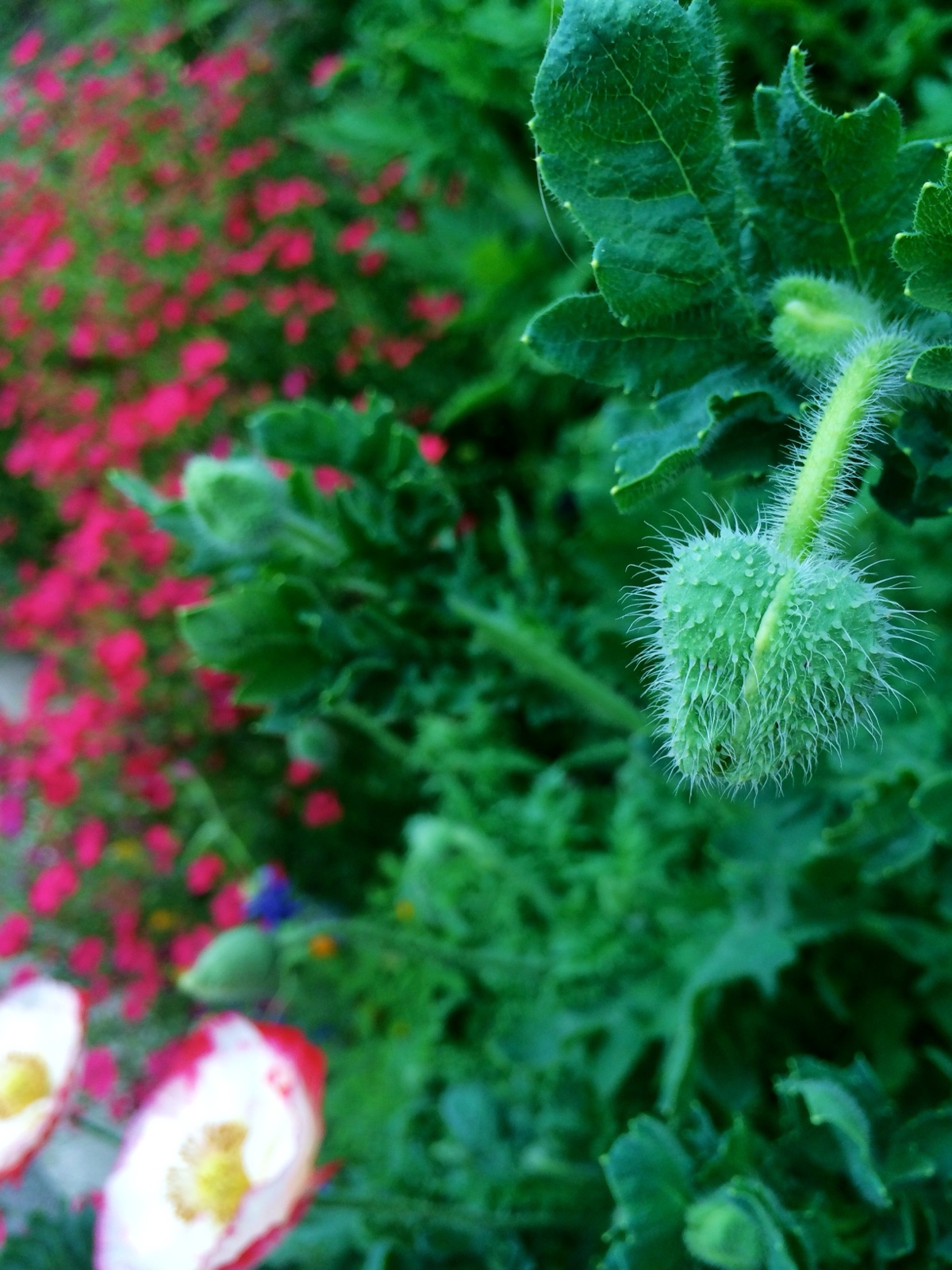 Poppy bud II