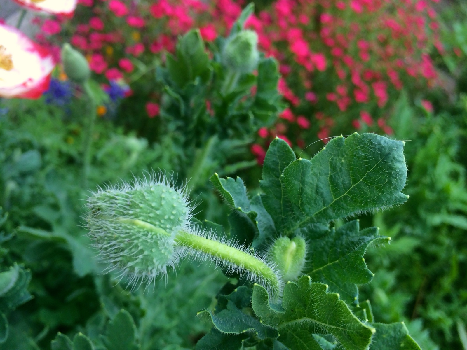 Poppy bud