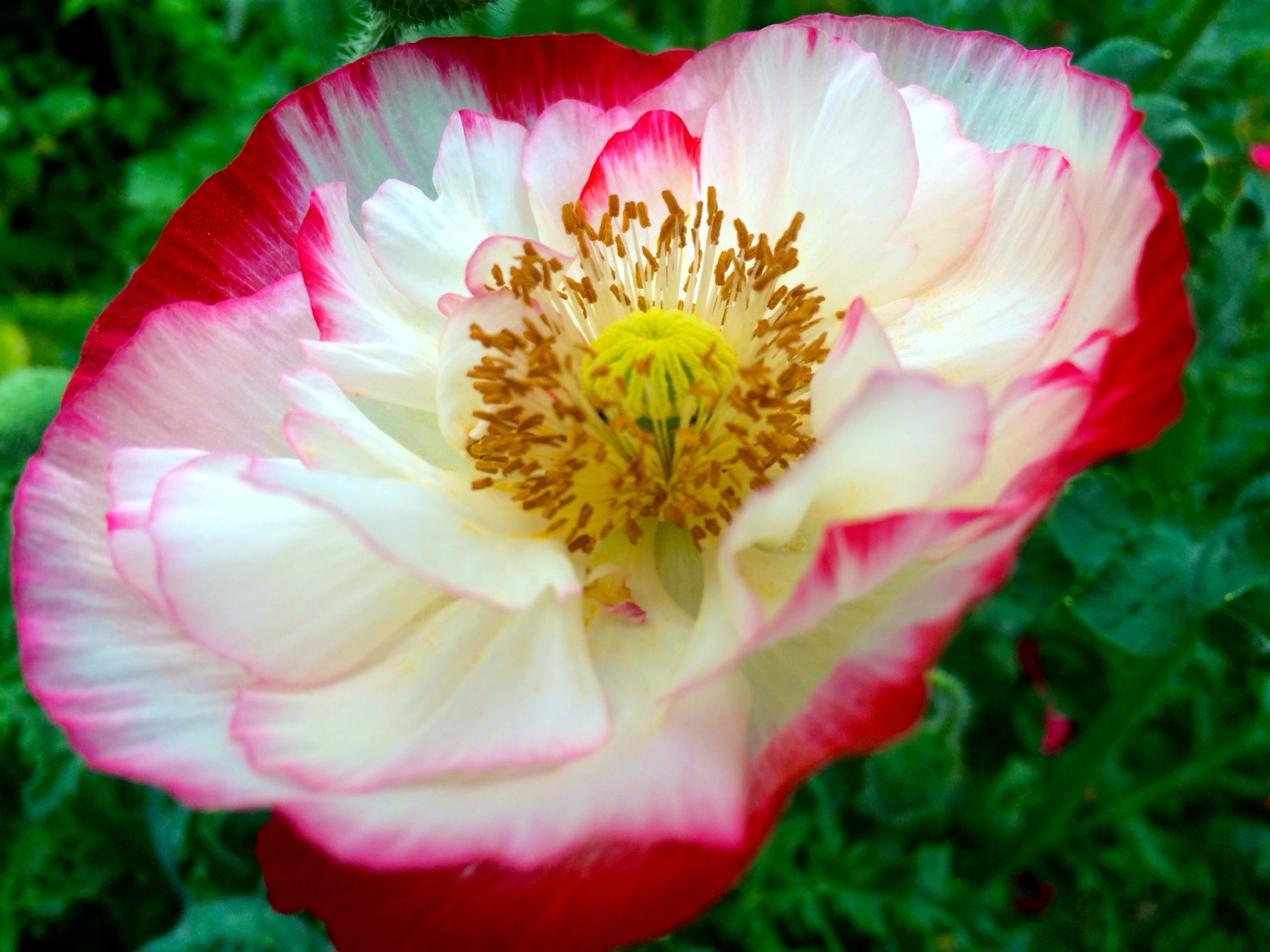 Poppy close up