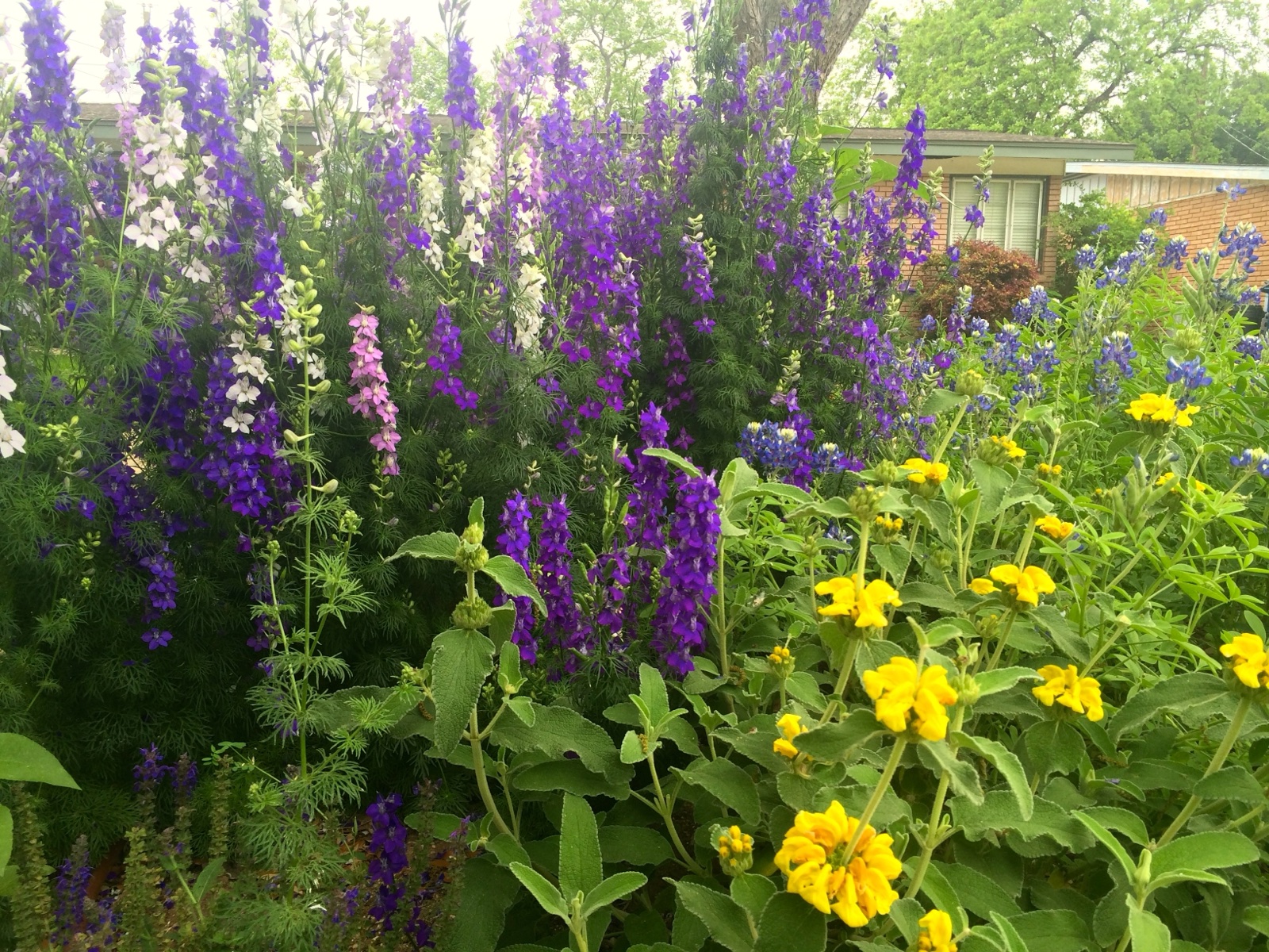 purple blue and yello