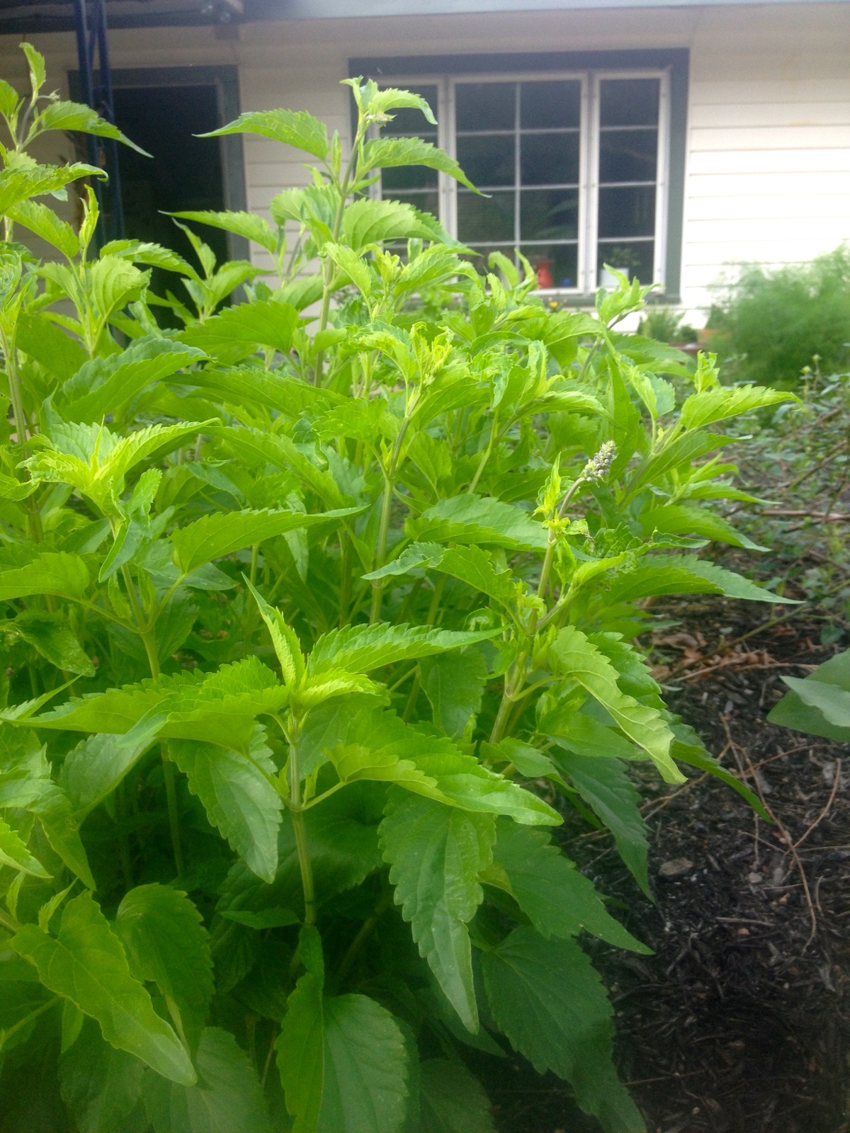 Purple blue sage