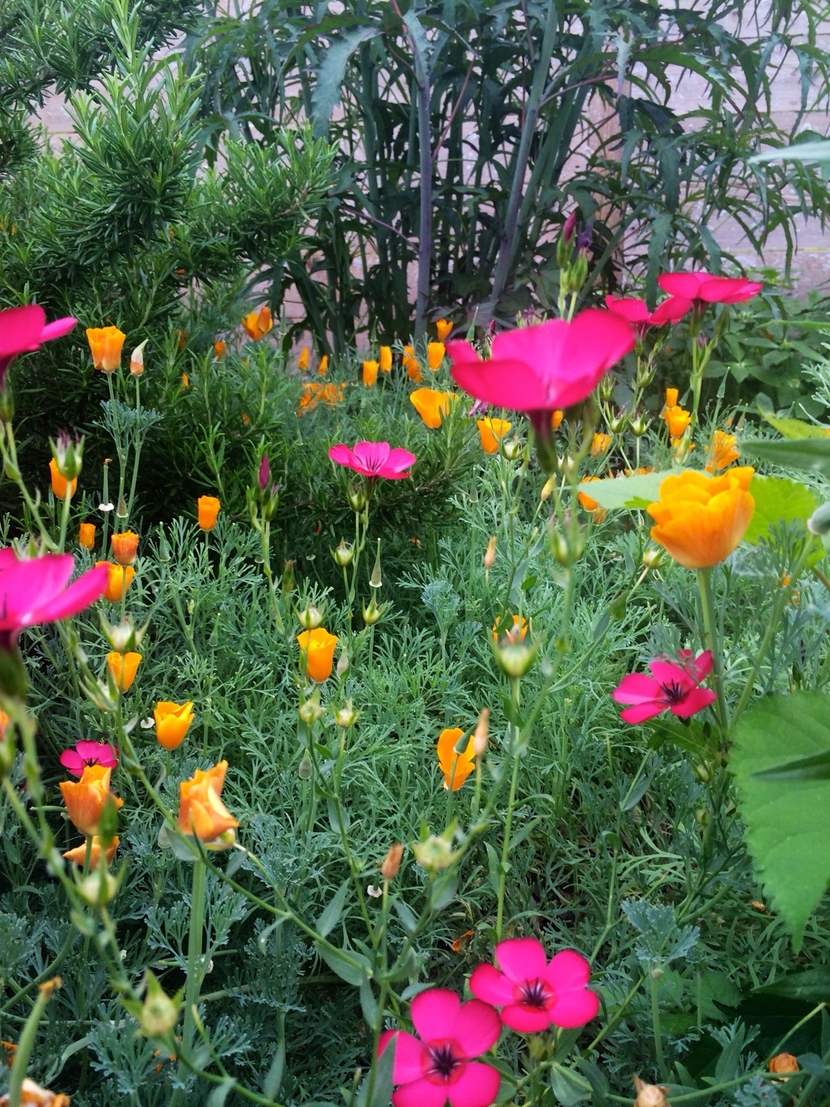 red phlox and poppy