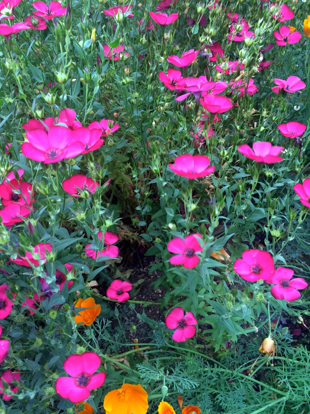 red phlox II