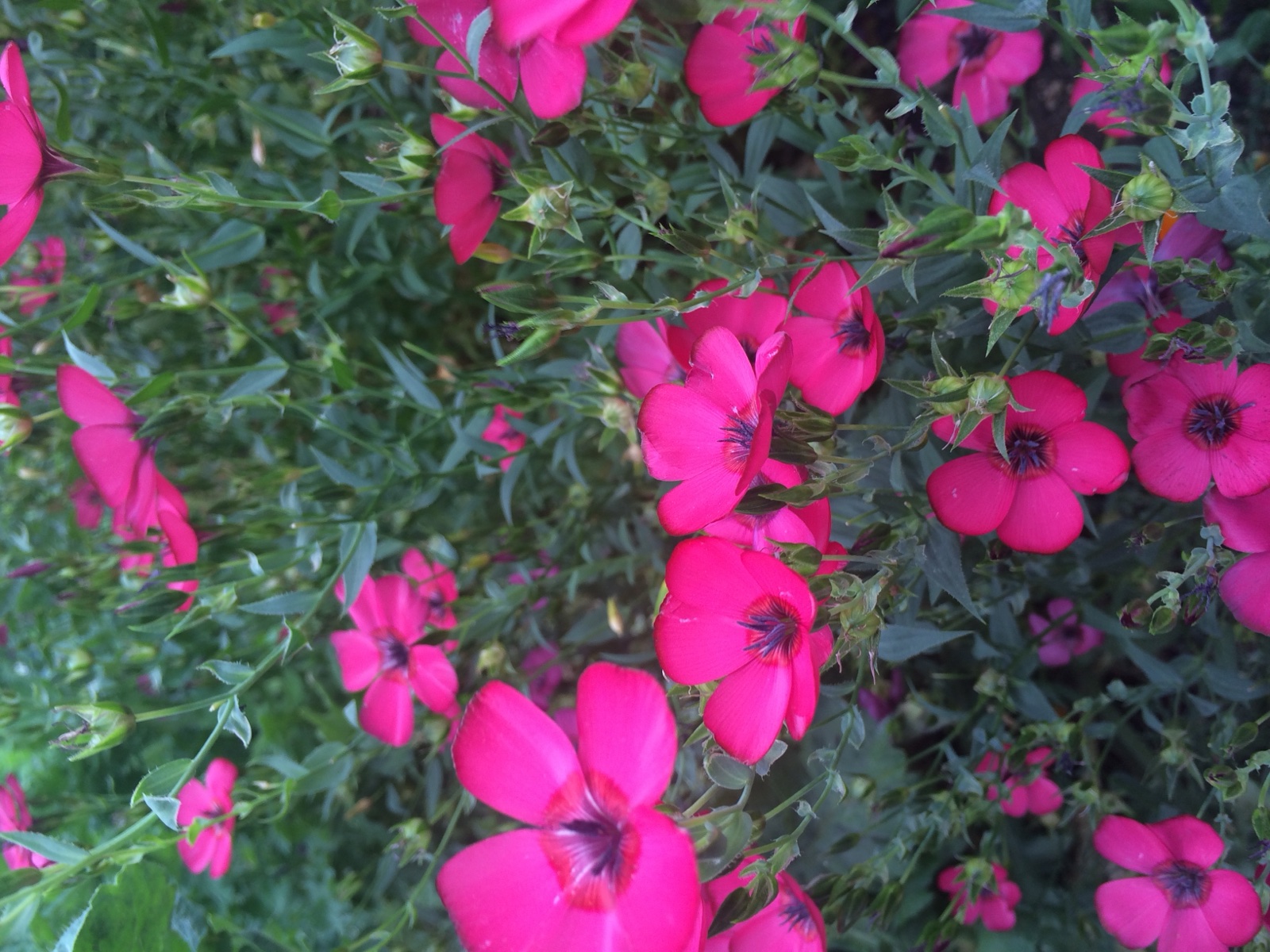 red phlox