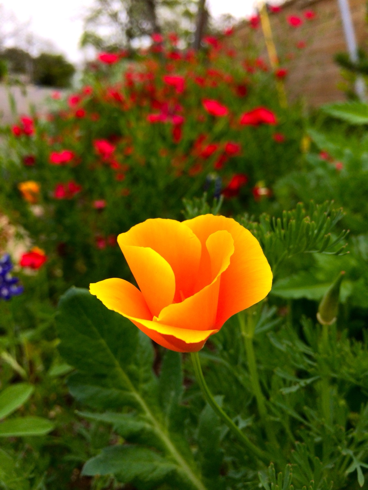 single orange poppy
