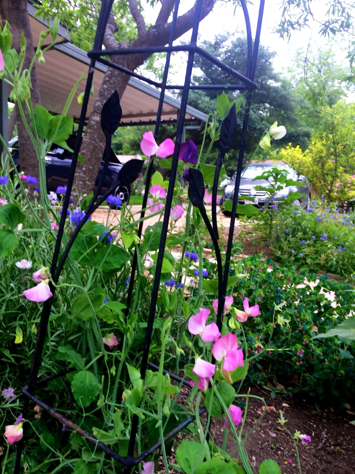 sweet peas