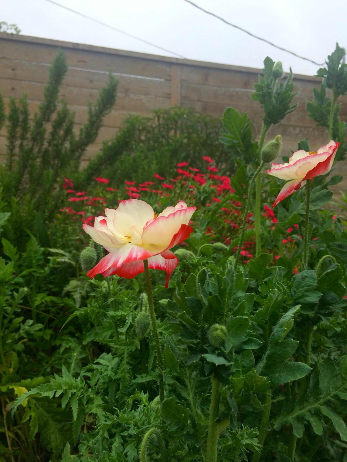 Two poppies vertical