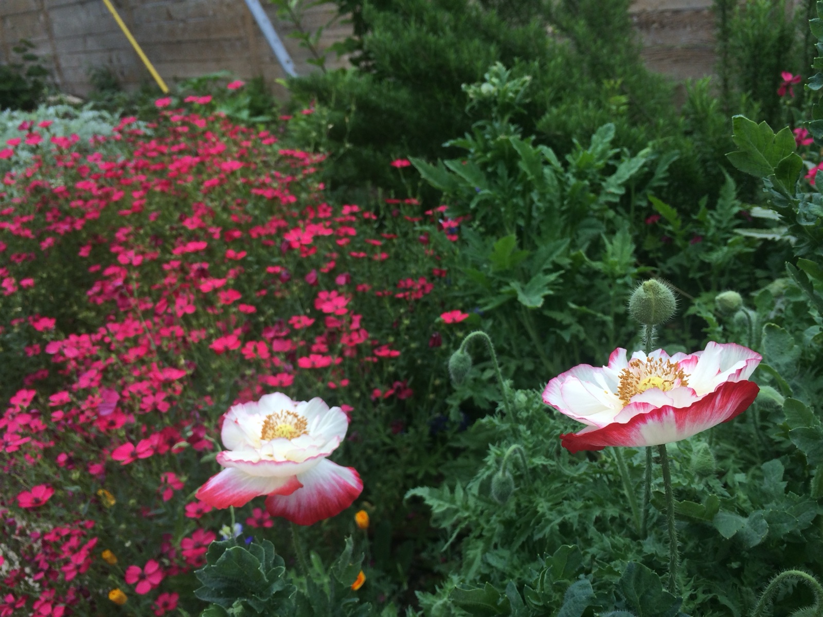 Two poppies with red flox
