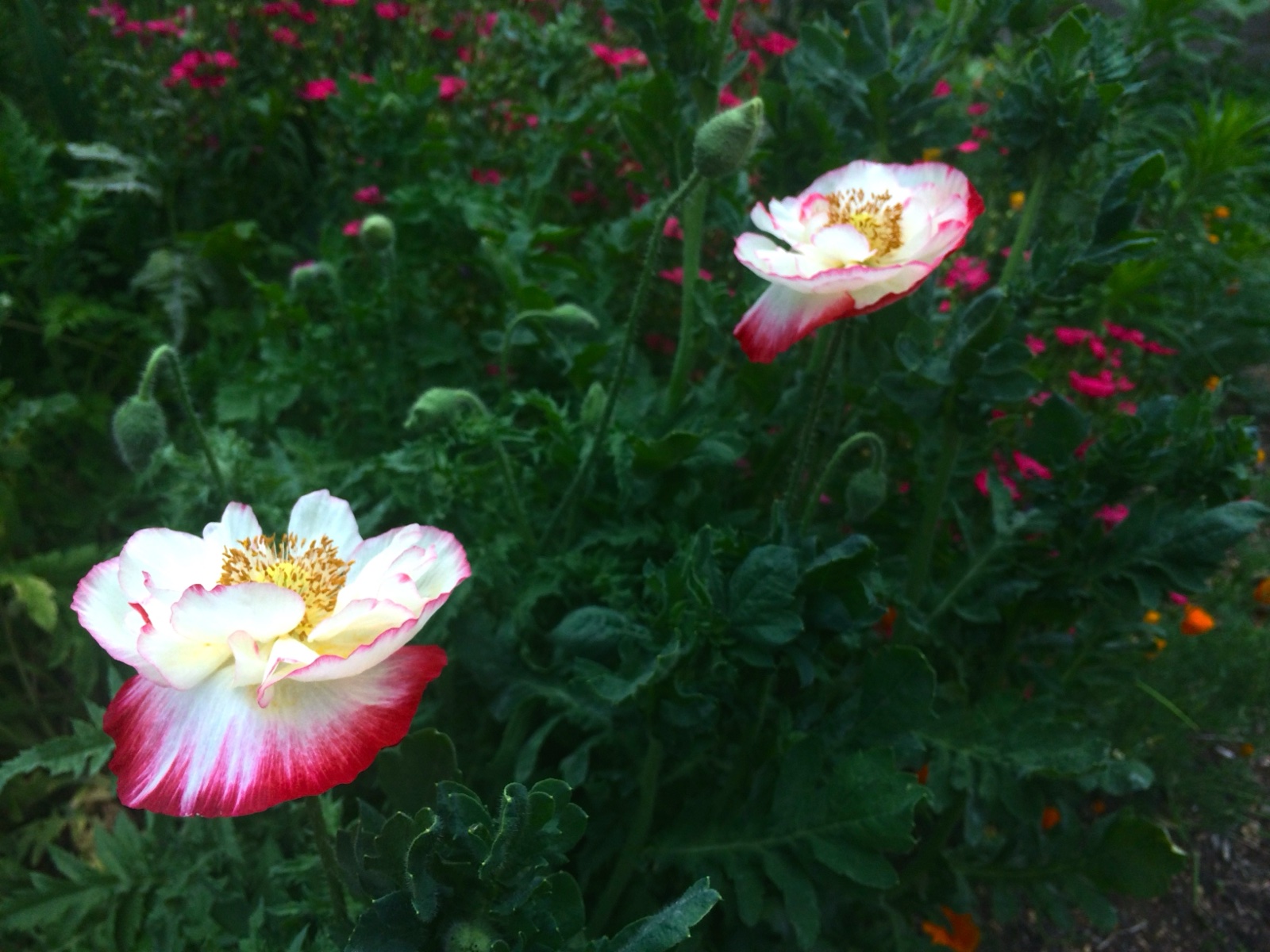 Two pretty poppies