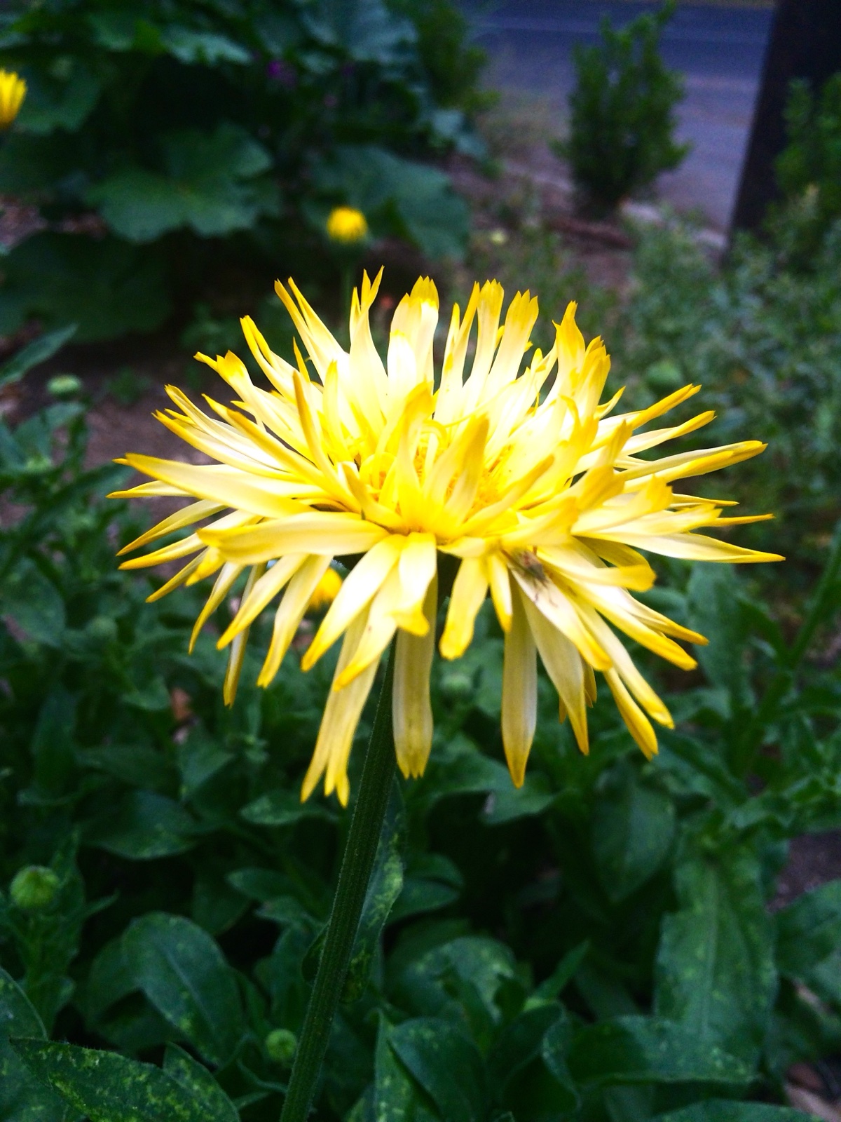 yellow bloom
