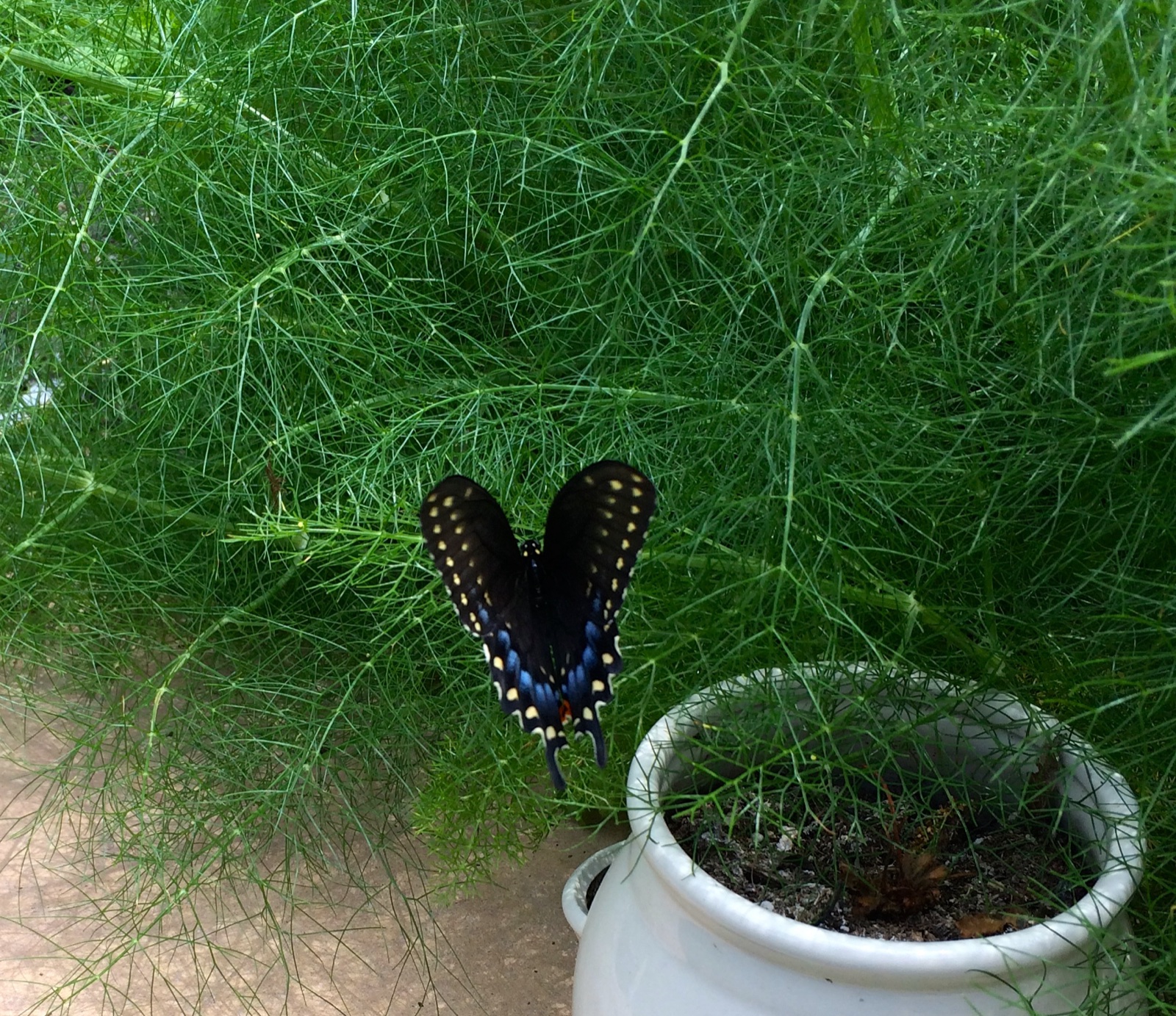 butterfly fennel I
