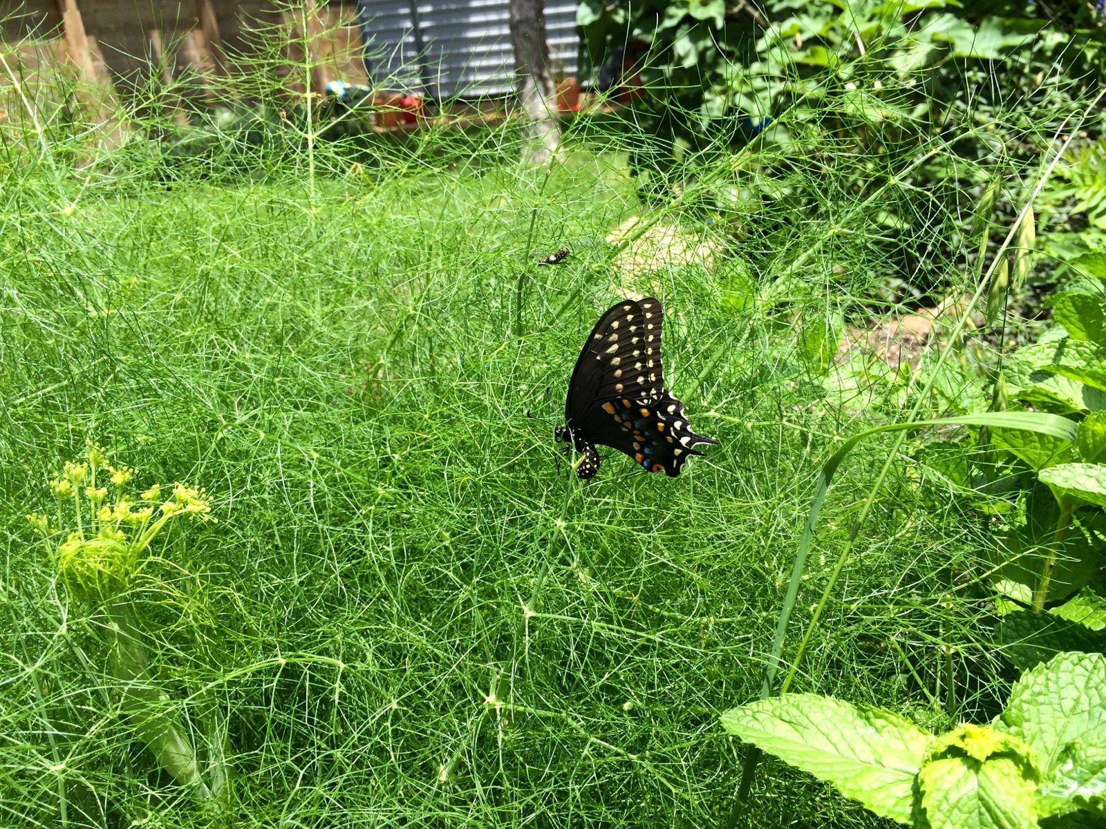 butterfly fennel II
