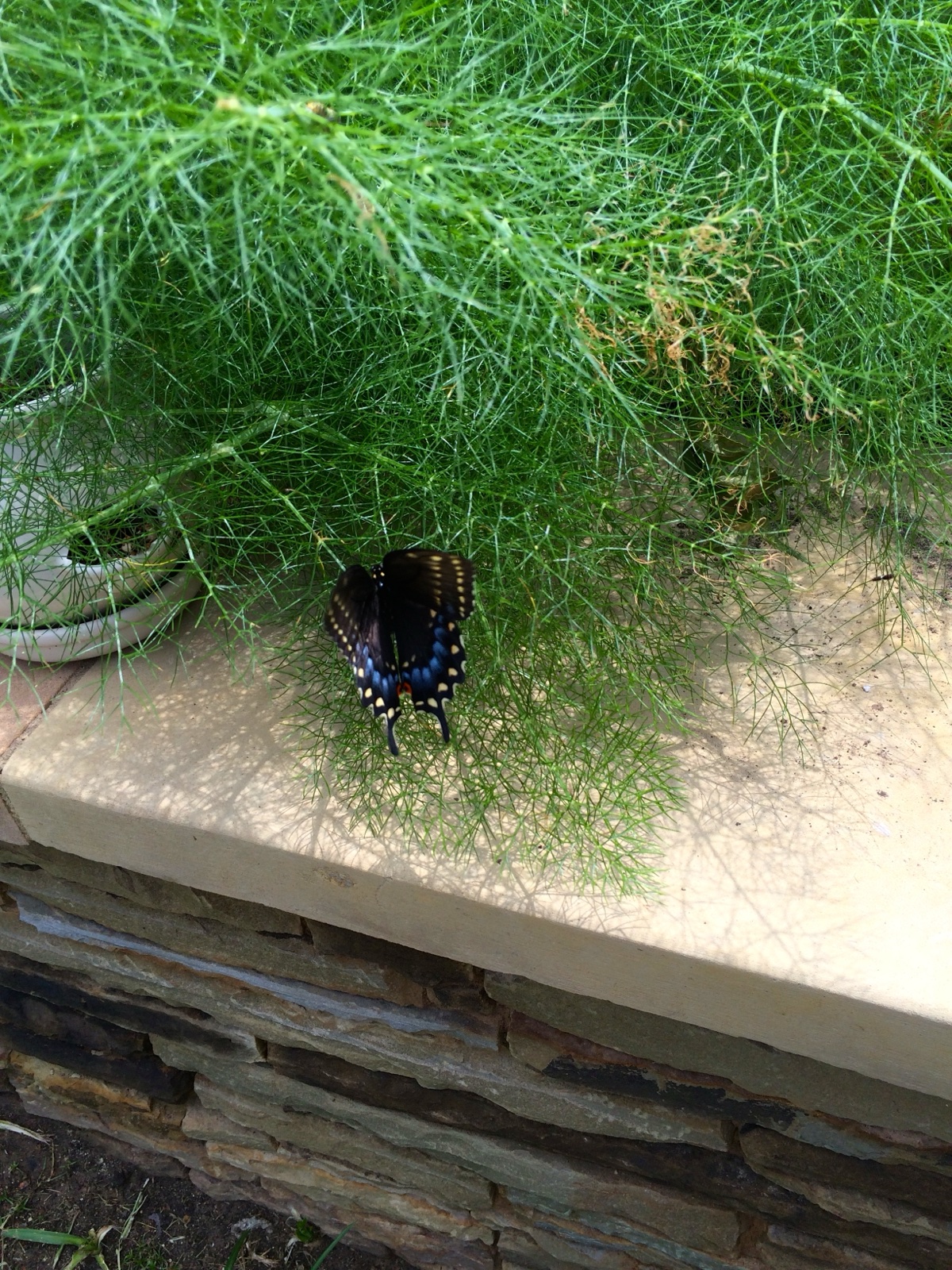 butterfly fennel III