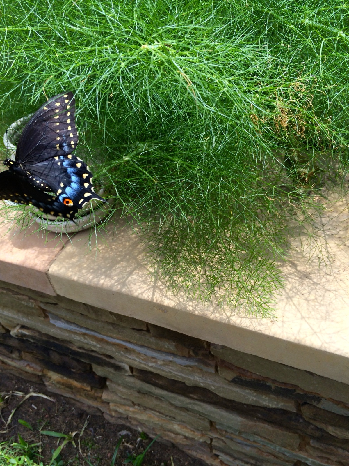 butterfly fennel IV