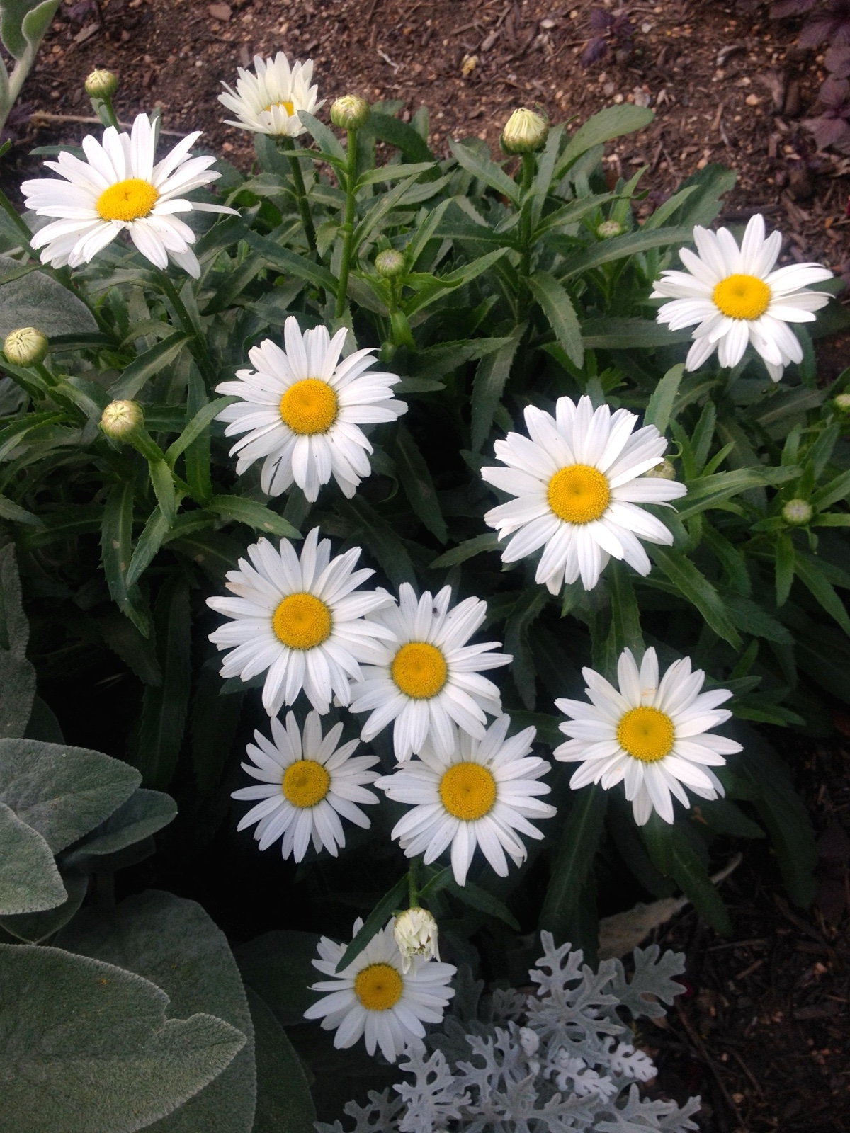 daisies I