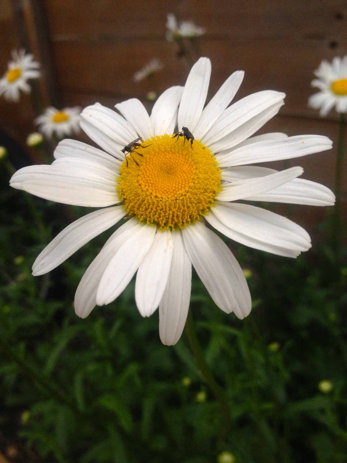 daisy bug II