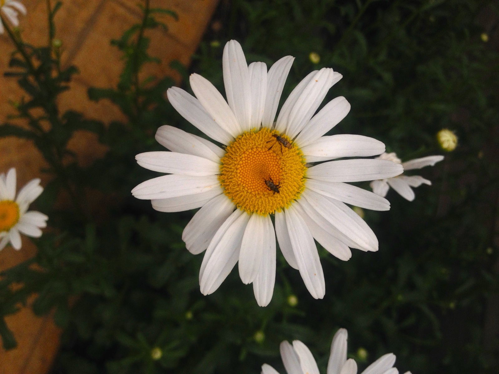 daisy bug