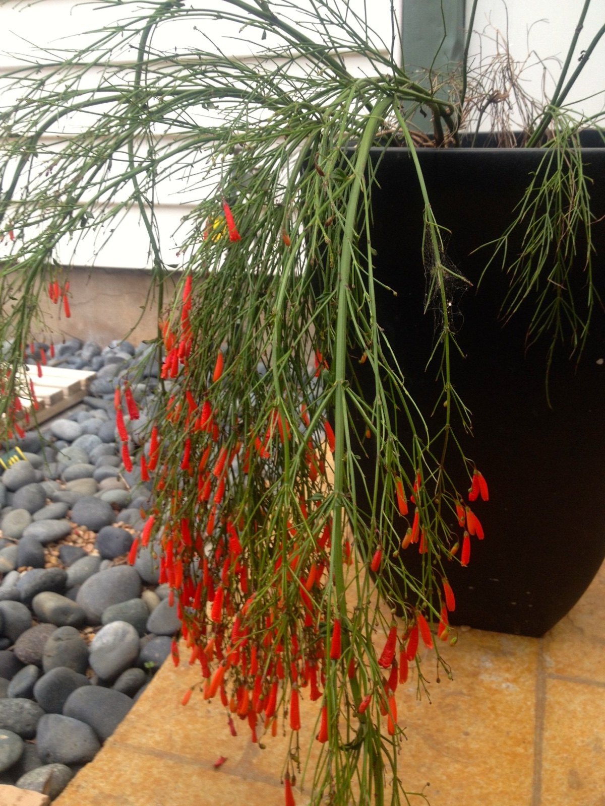 firecracker
