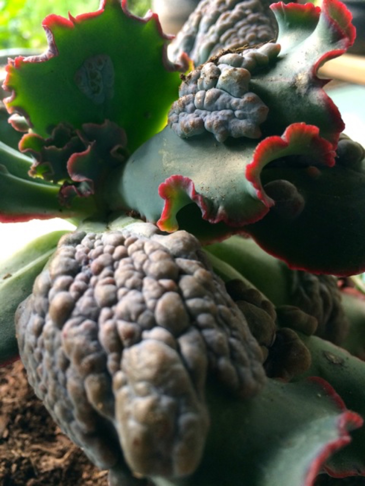 Funky cactus sized