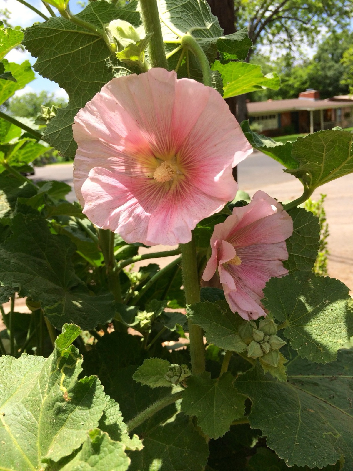 hollyhock