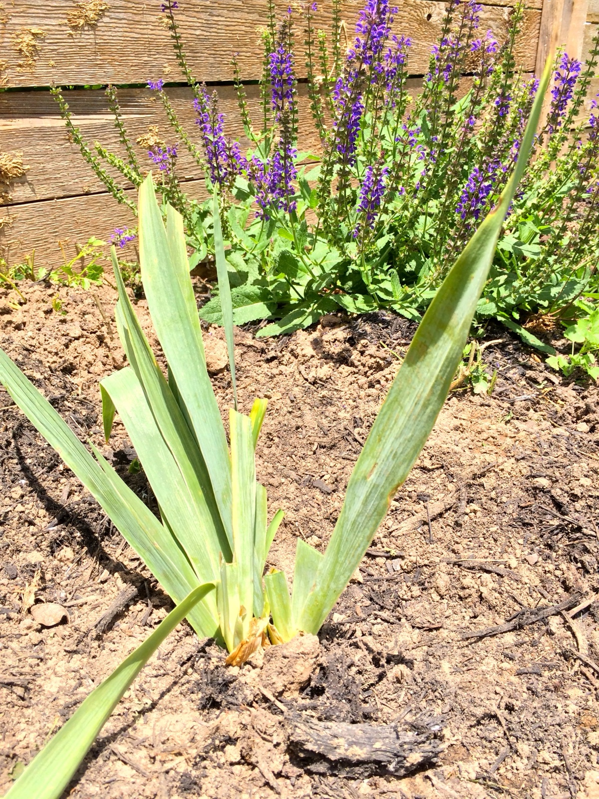 Knott Iris