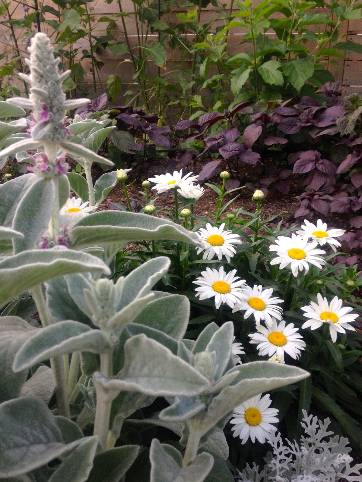 lambs ear daisies purple basil