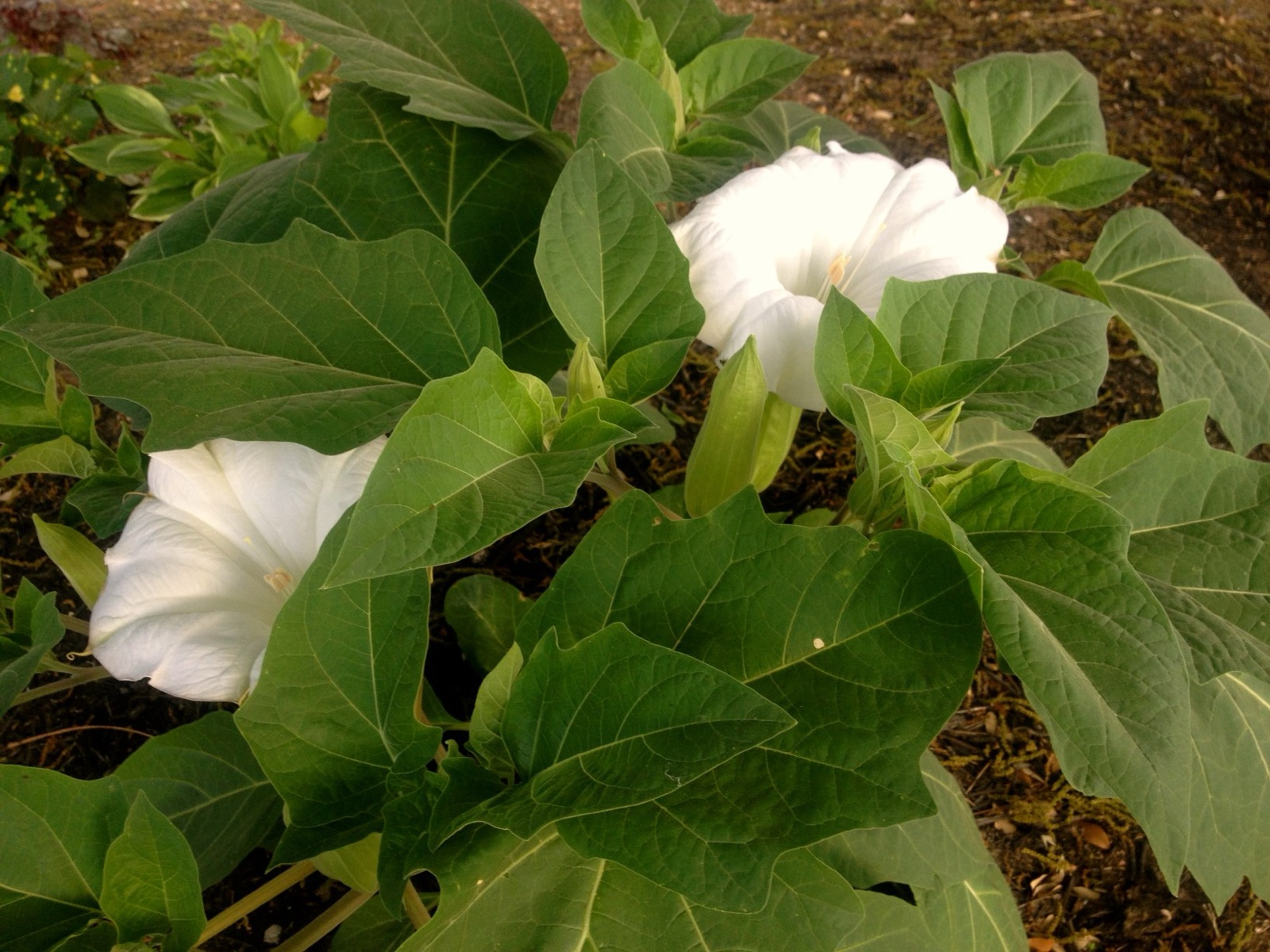 Moonflower I