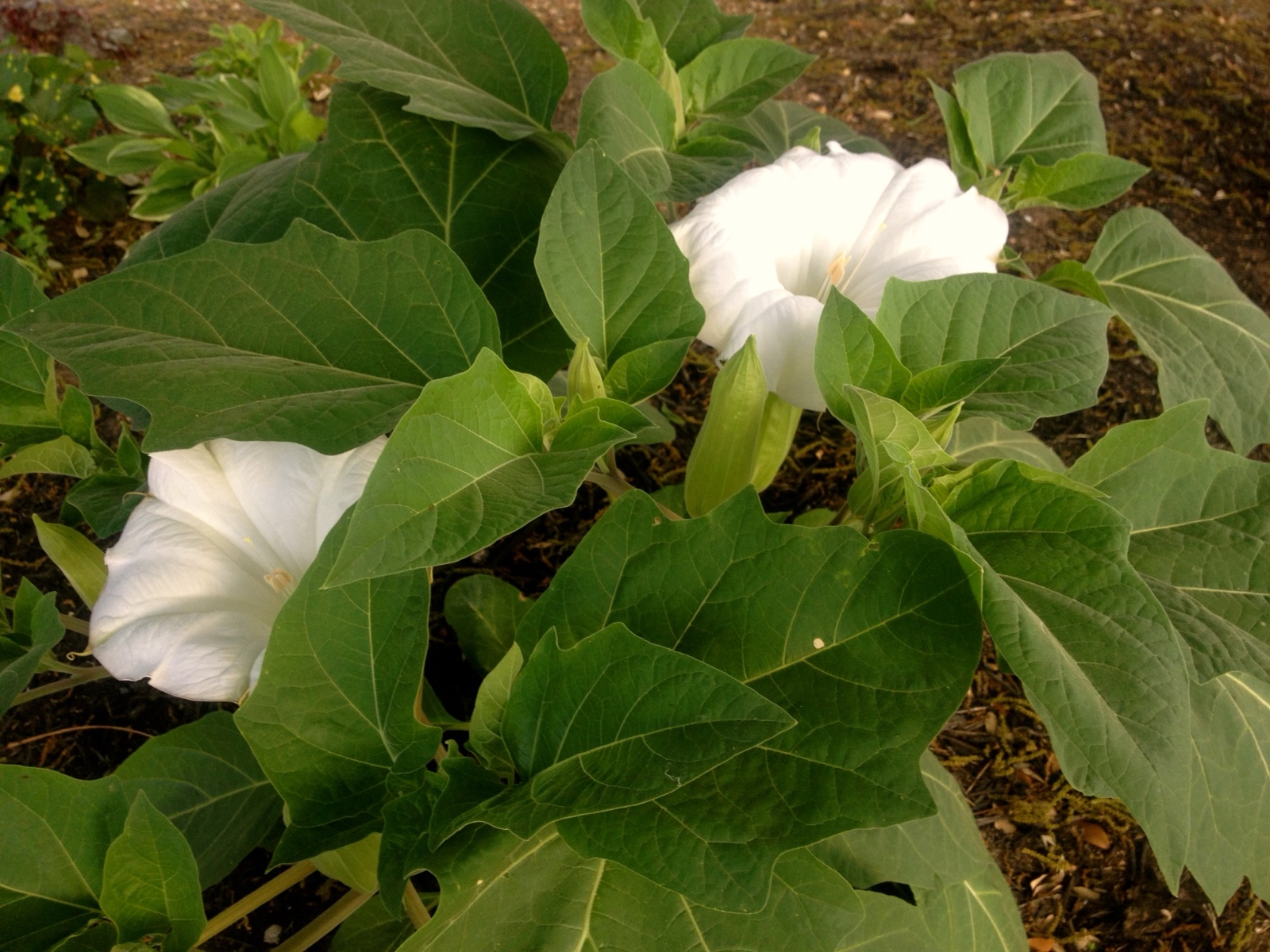 Moonflower I