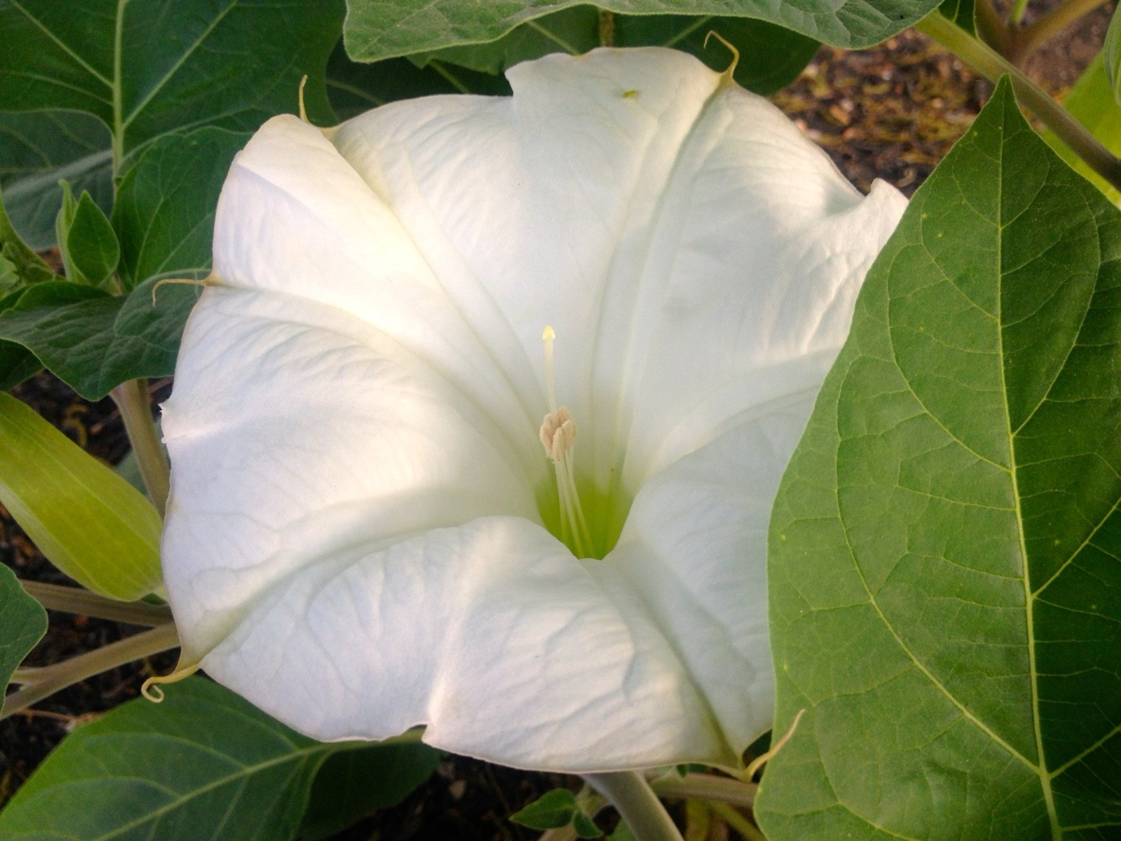 Moonflower II