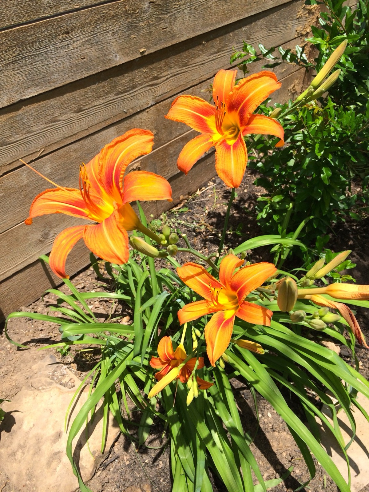 orange lillies