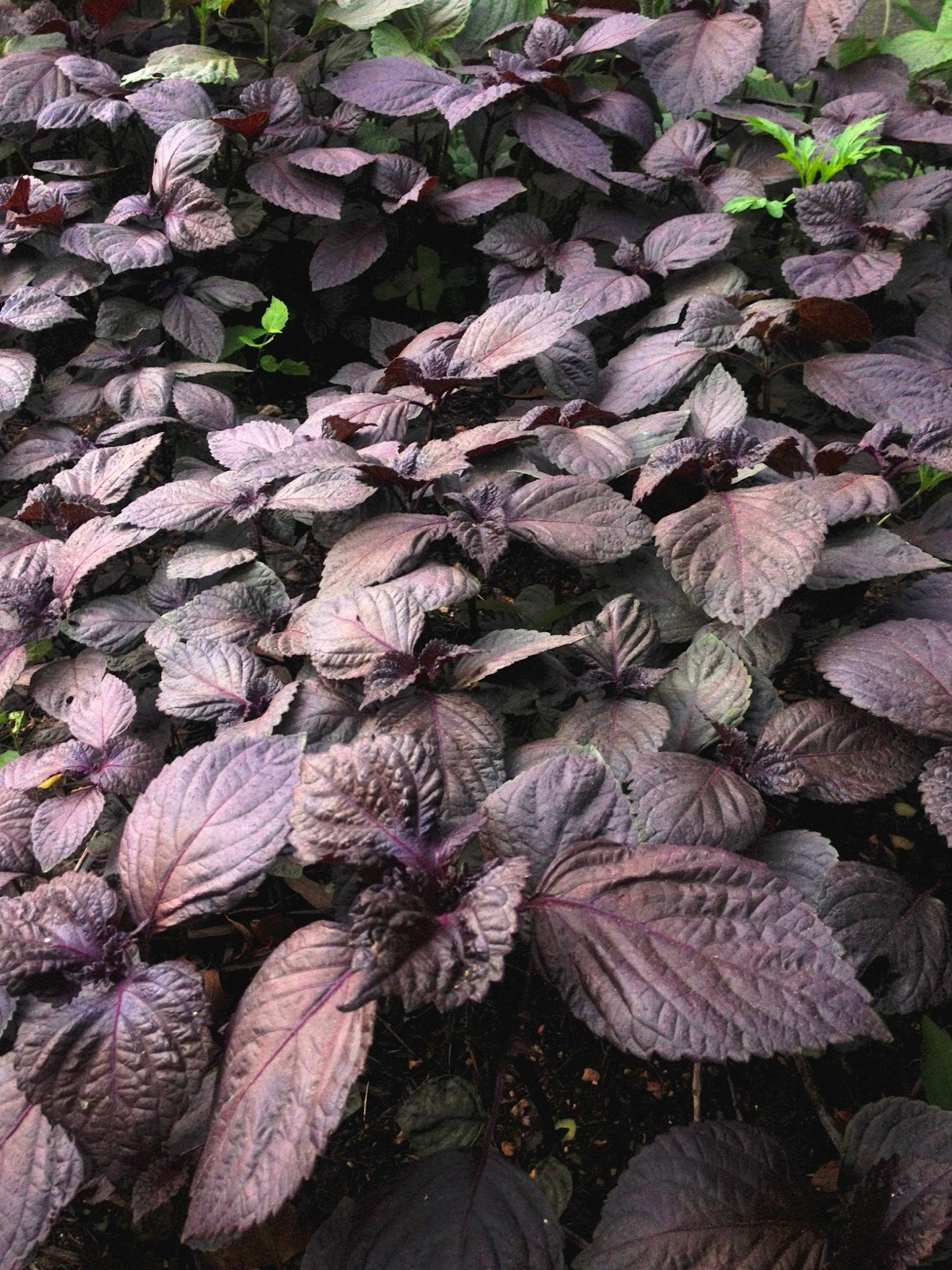 purple basil