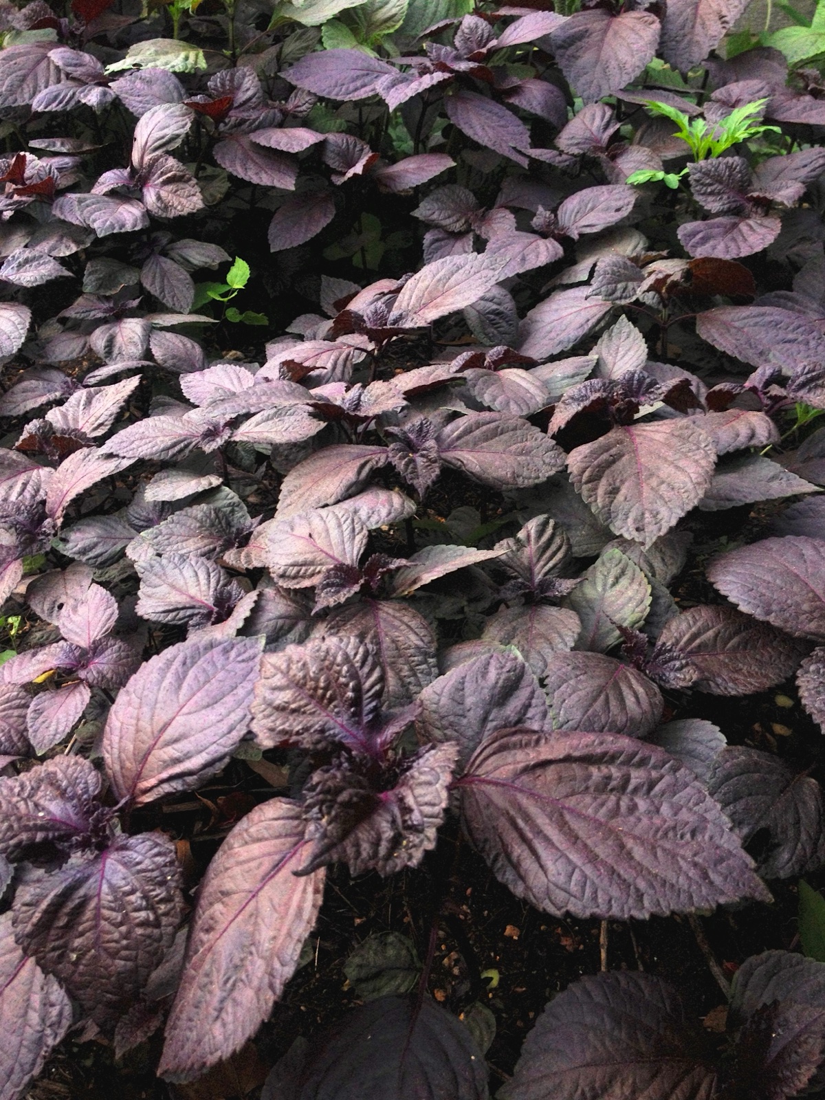 purple basil