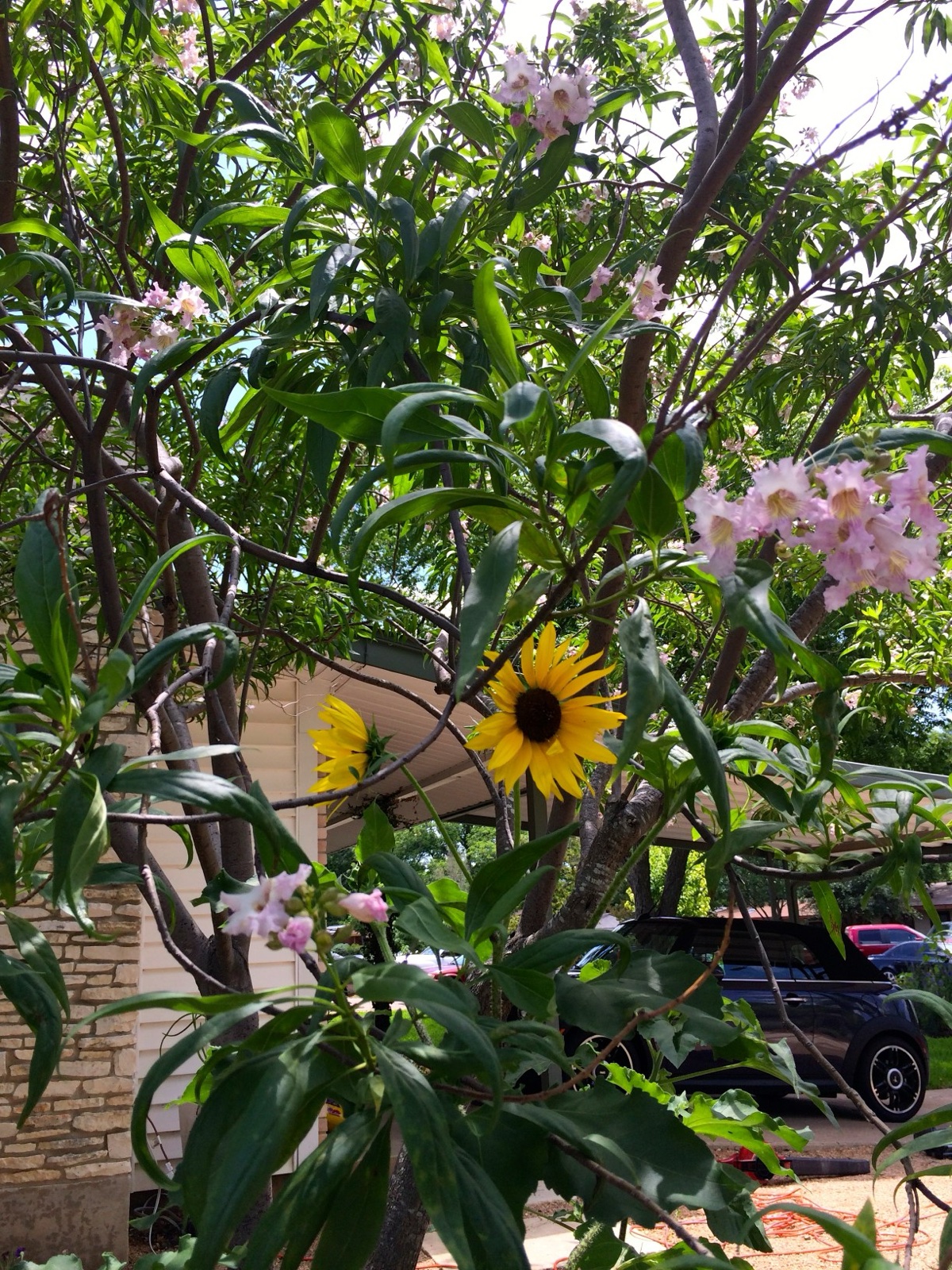 sunflower cherry blossom
