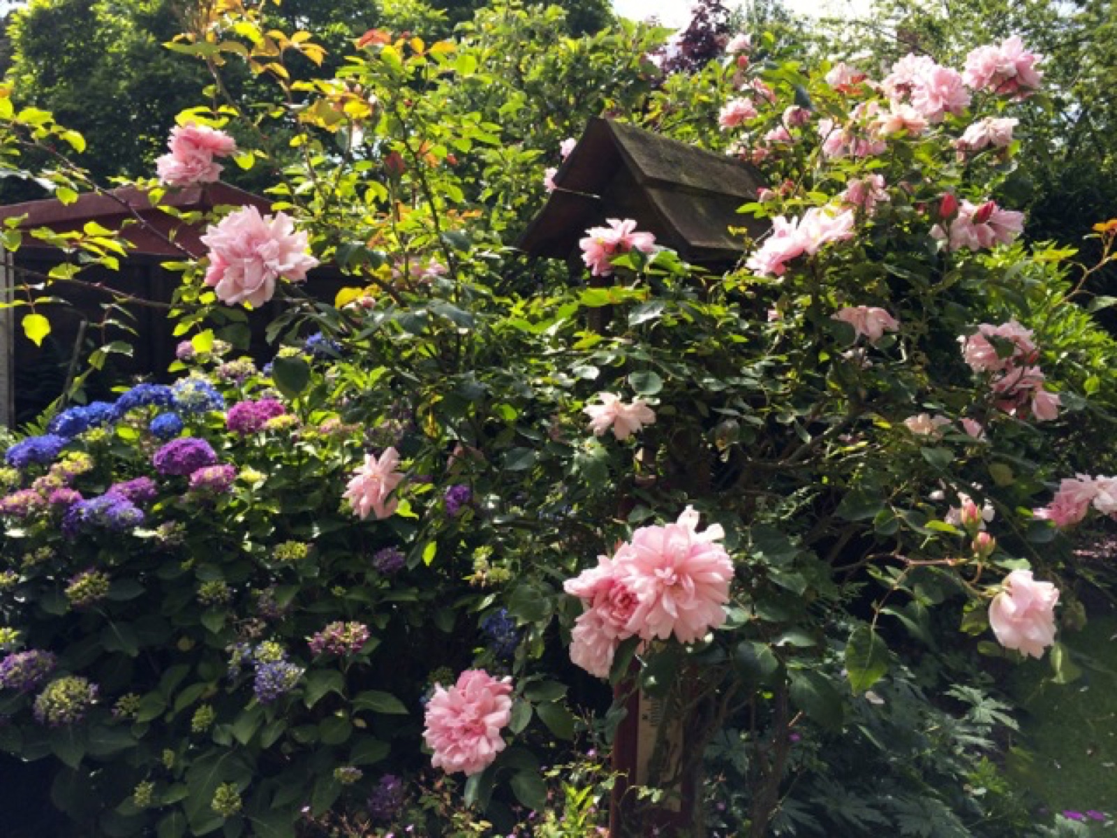 A pink rose bird house