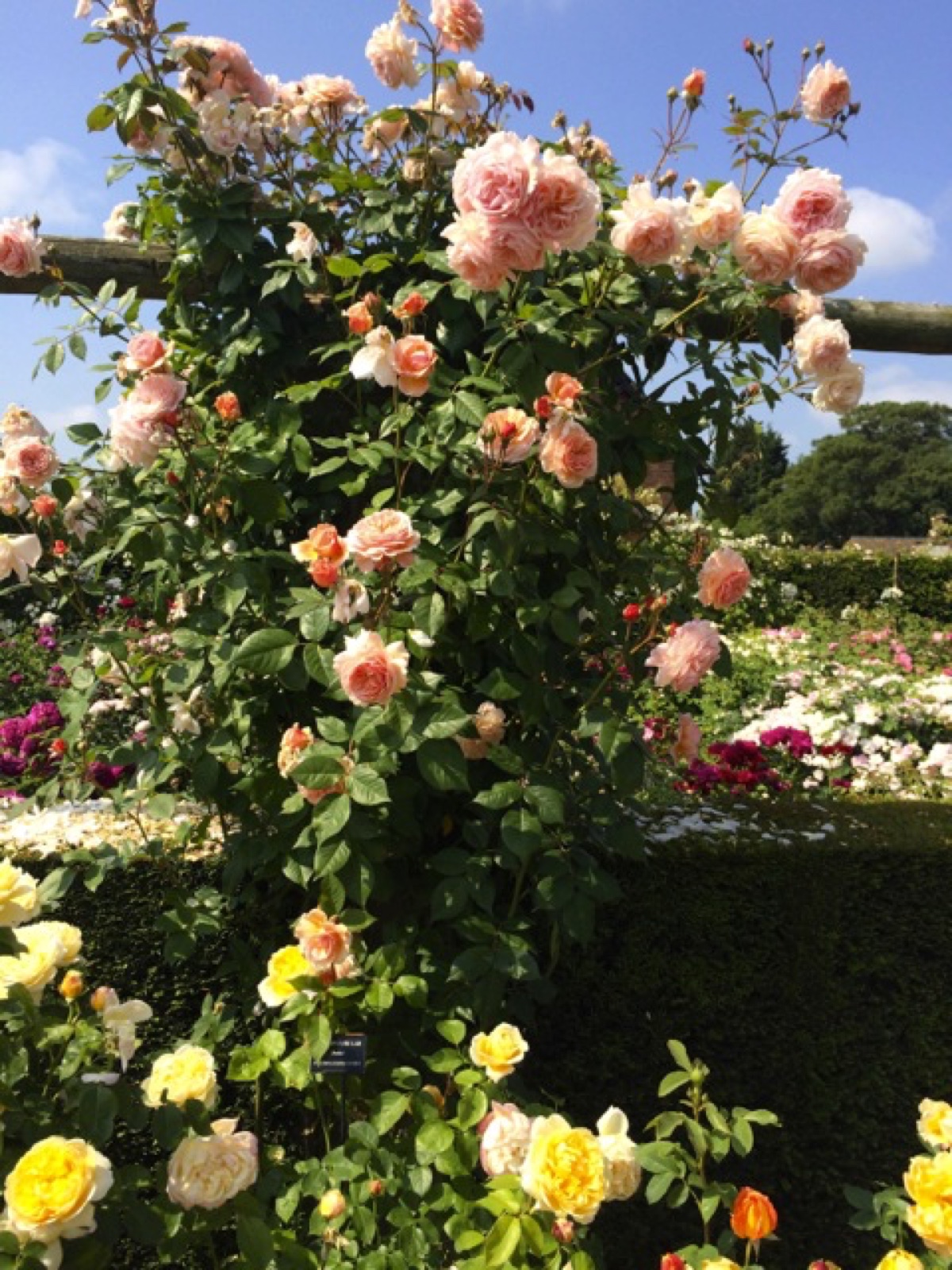 a shropshire lad