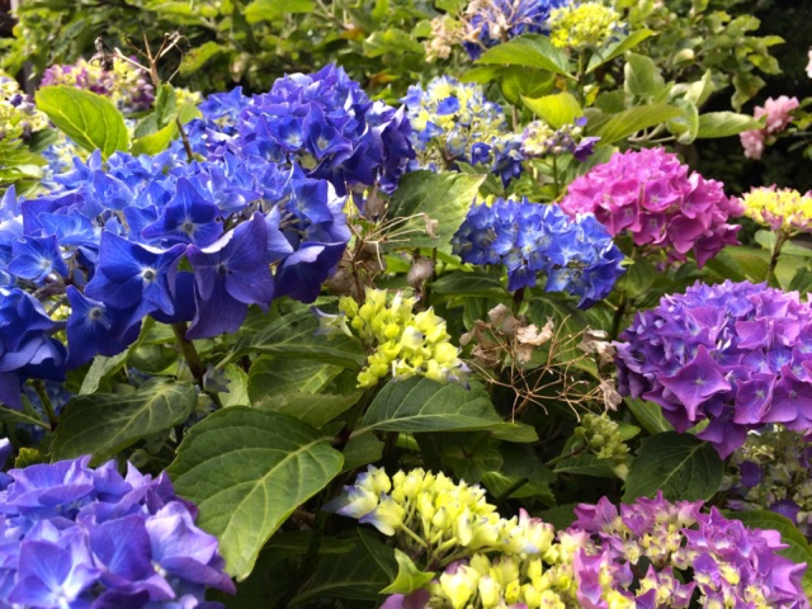 blue and pink hydranga