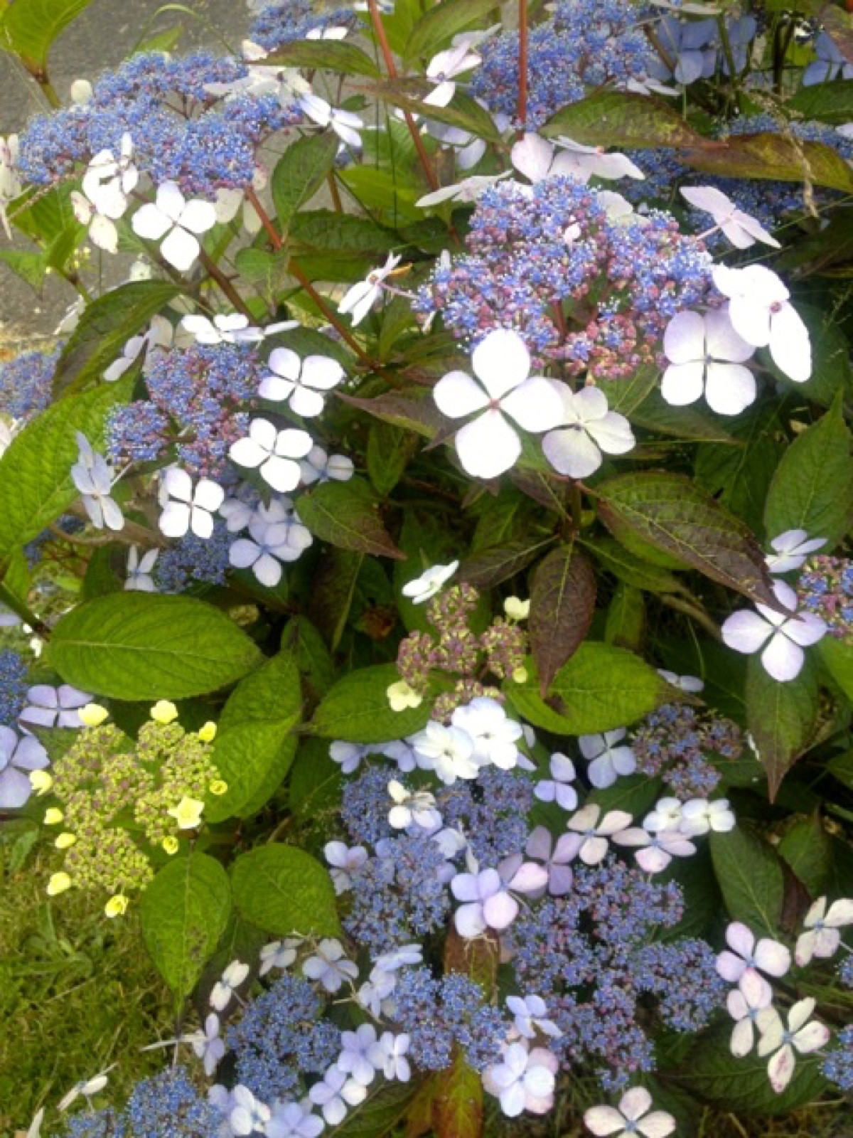 blue hydrangea close up