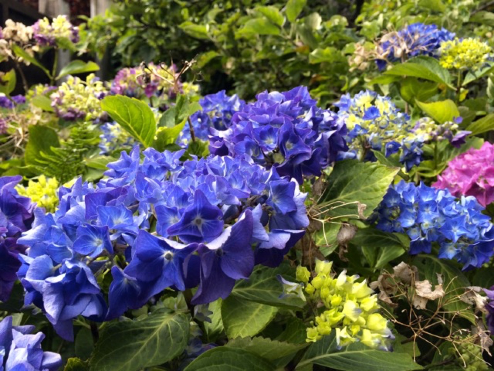 blue hydrangea