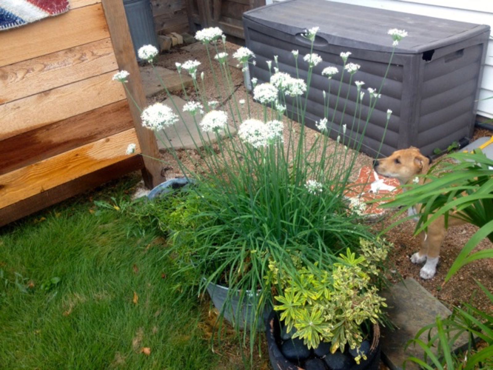 chives and delilah