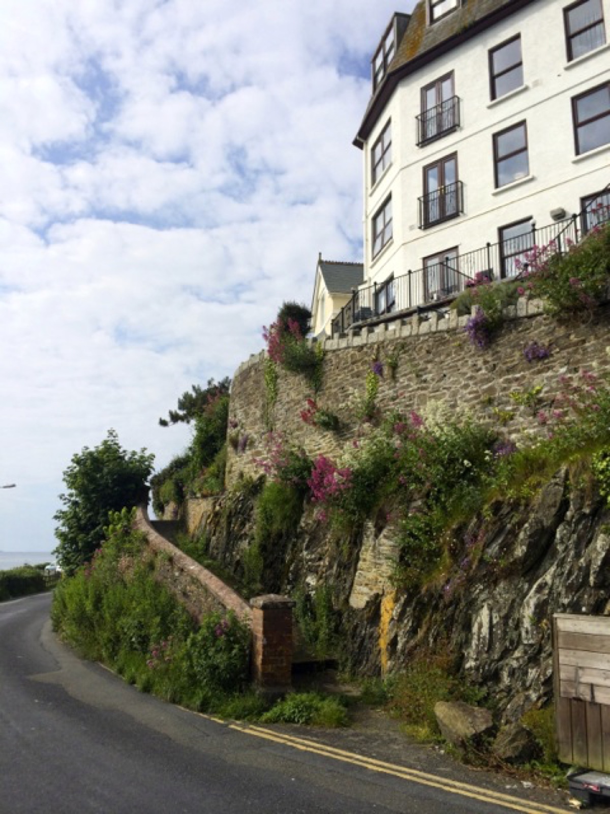 cliffside plants