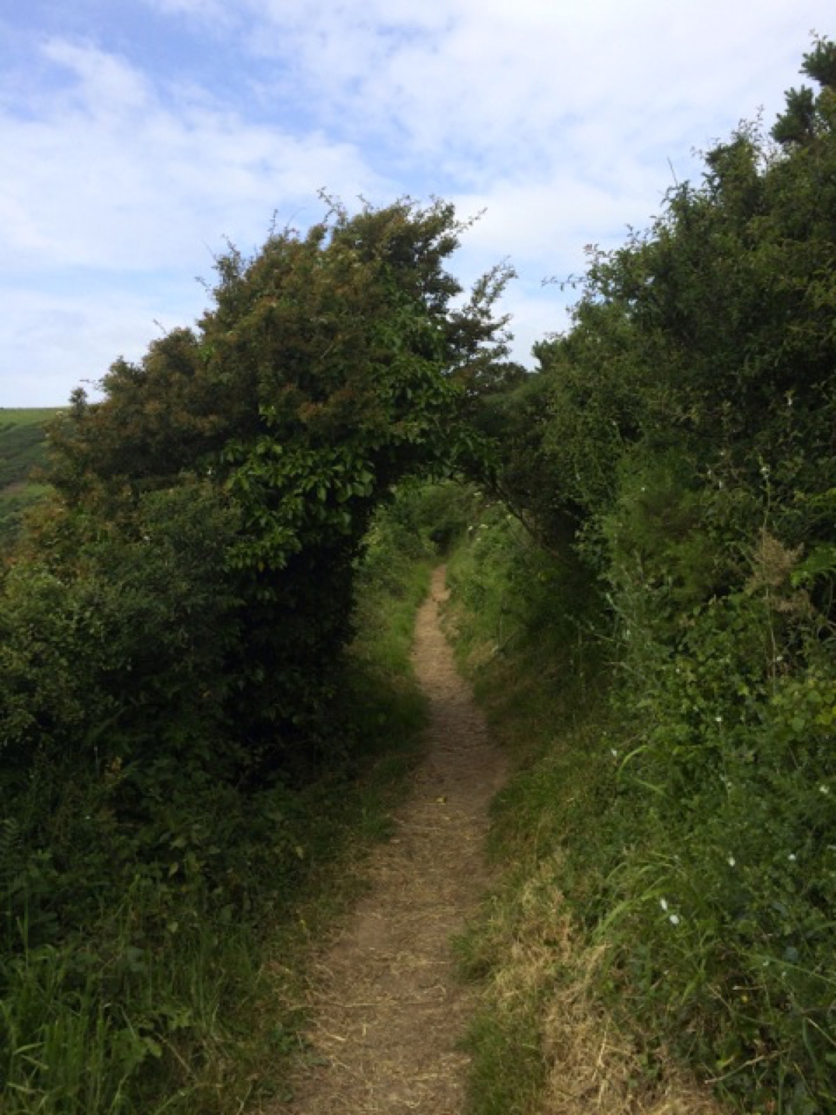 coastal path tree tunnel