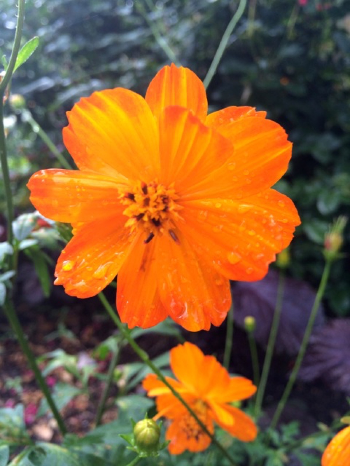 cosmos sized