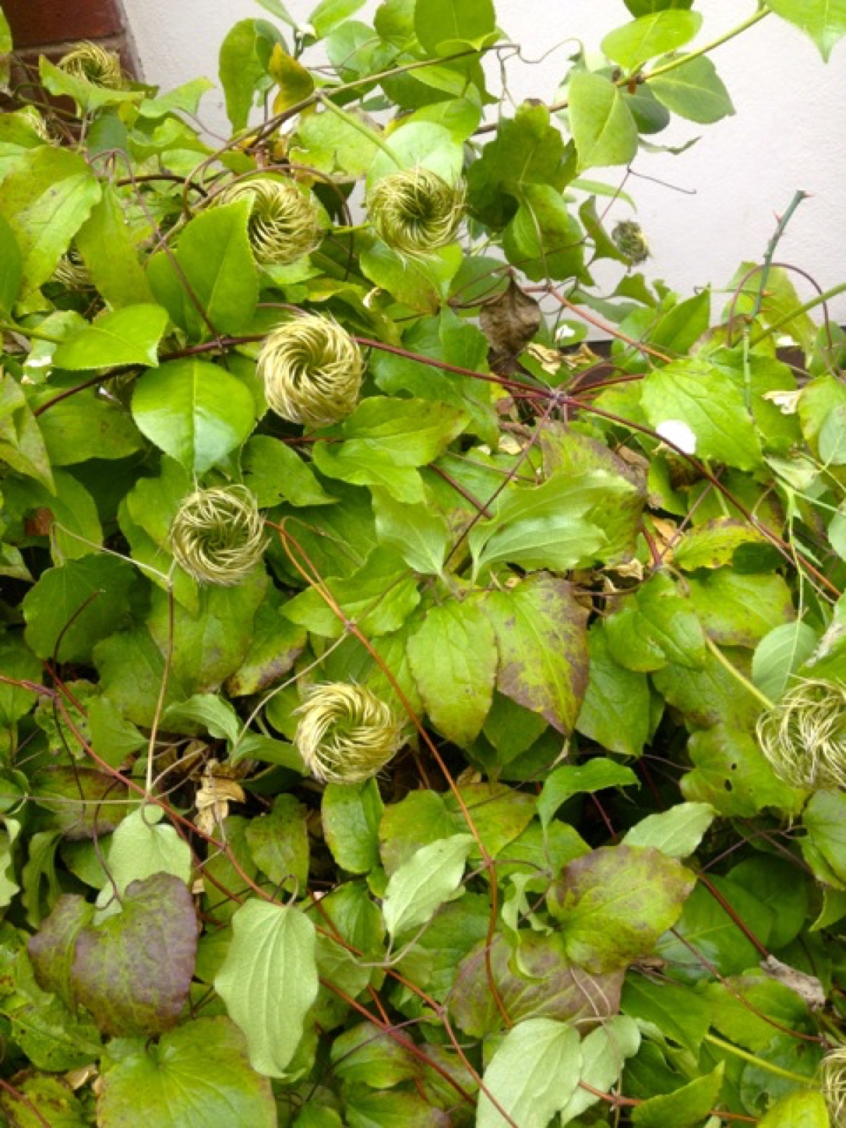 curly plant