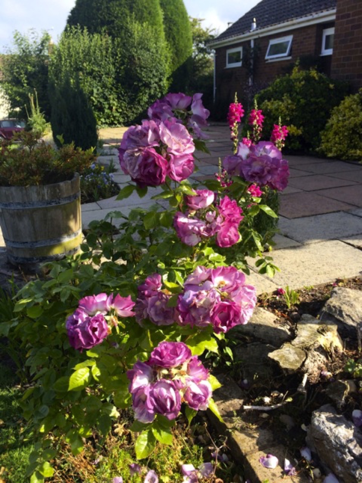 da blue purple rose II