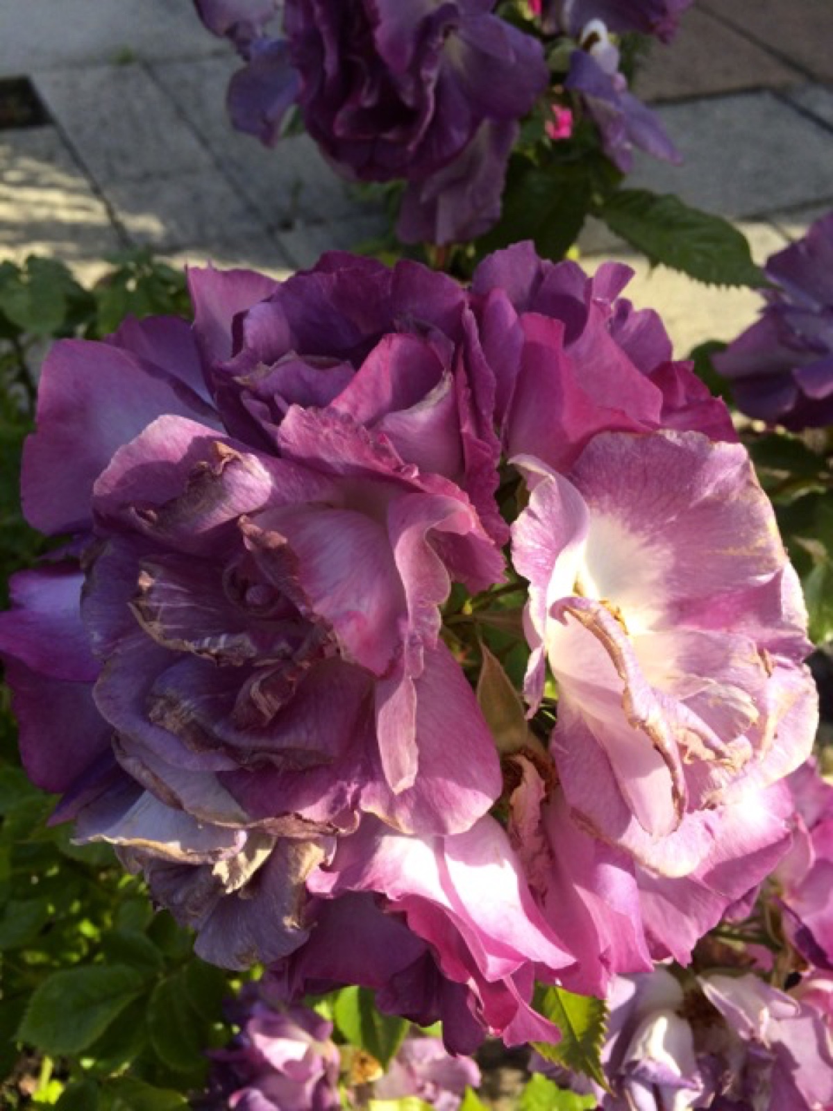 da blue purple rose