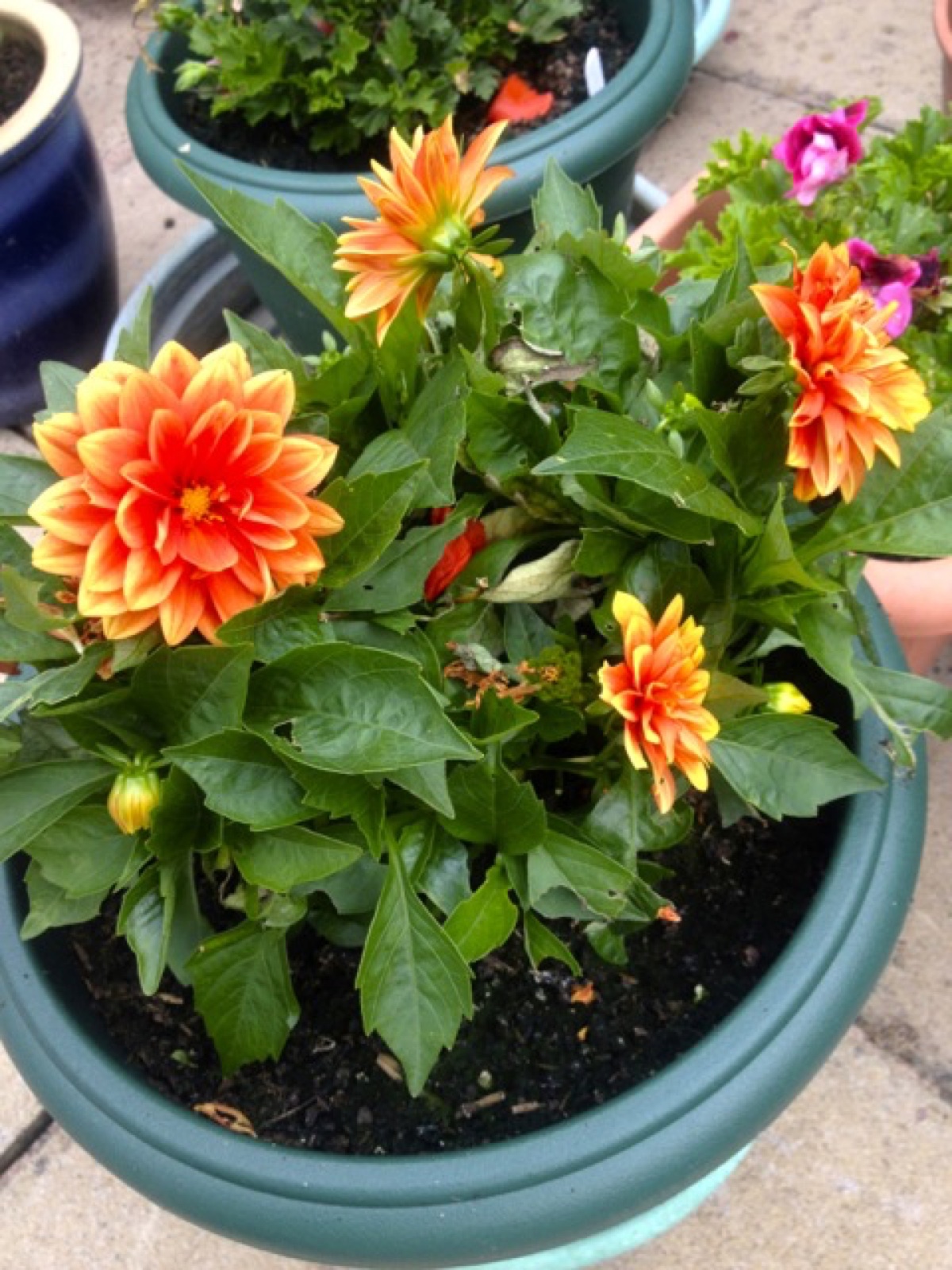 dahlia