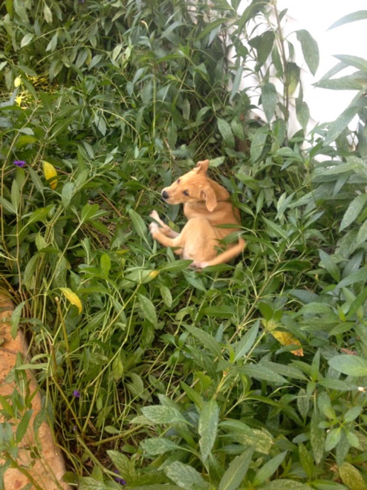 delilah plant flattener