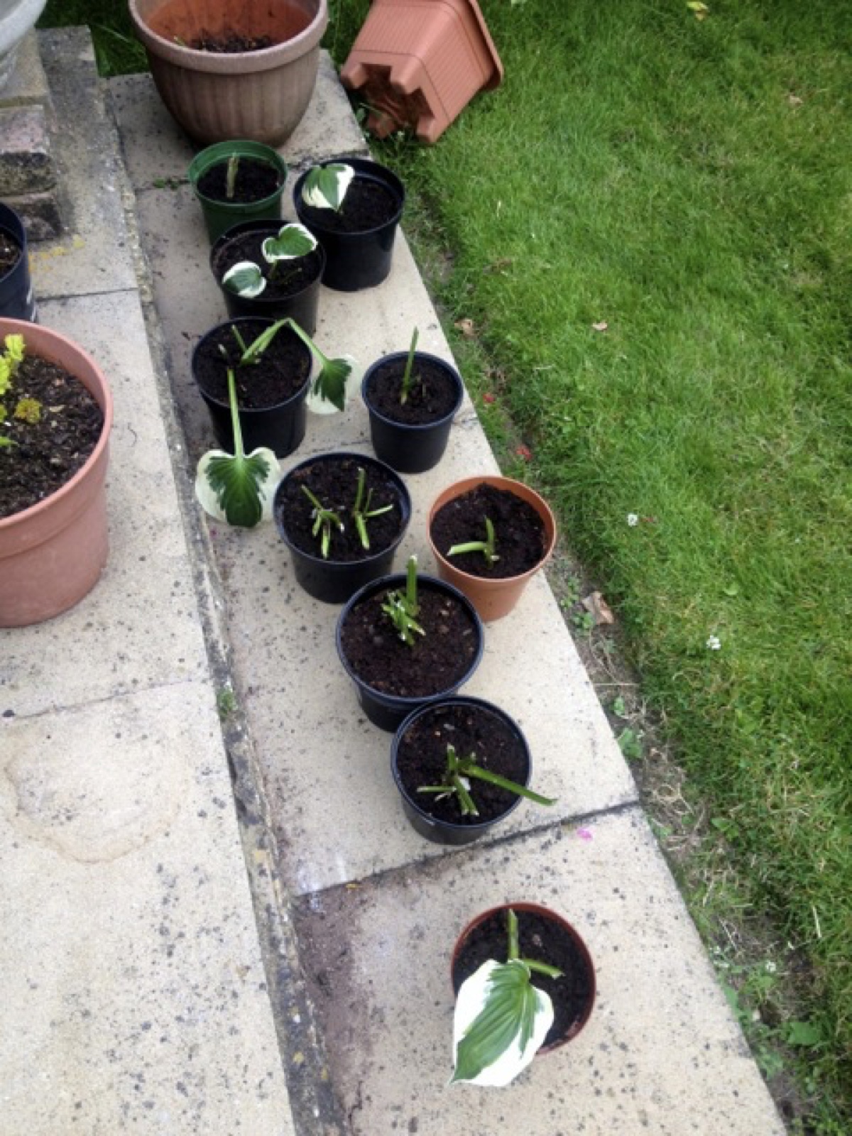 family hosta transplant